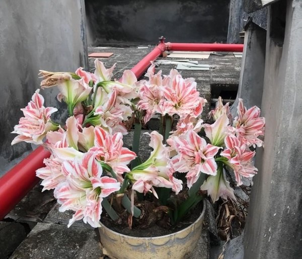 朱顶红怎么才能买到正品