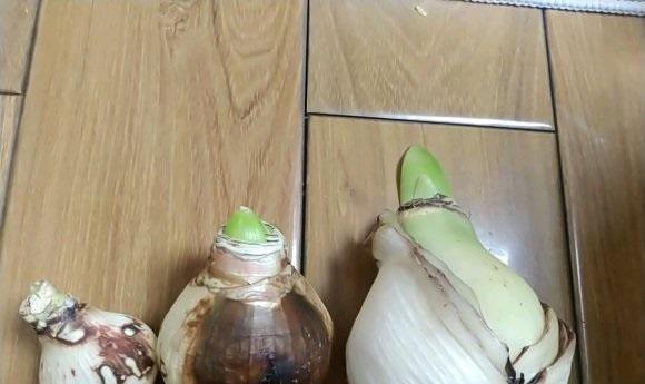 朱顶红怎么才能买到正品