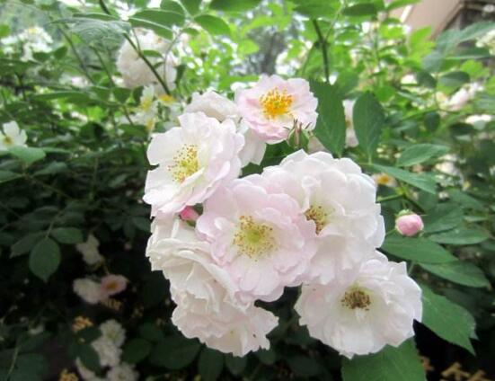 蔷薇花的花语是什么