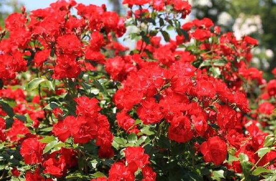 蔷薇花的花语是什么