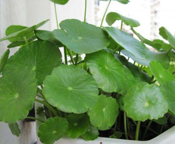 室内铜钱草盆栽养护技巧