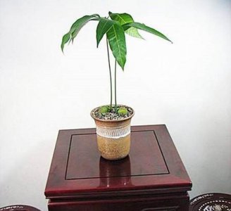 芒果盆景怎么养 详解芒果盆景种植方法
