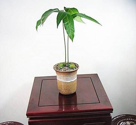 芒果盆景怎么养