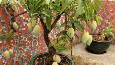 芒果盆景怎么养