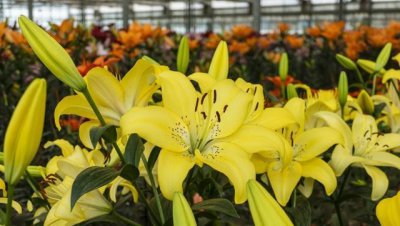 不能室内养的有毒花卉有哪些 盘点常见不能放家养的4类花卉