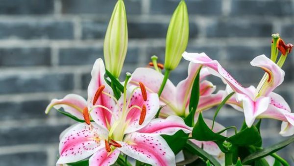 不能室内养的有毒花卉有哪些