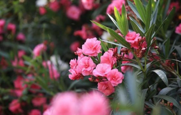 不能室内养的有毒花卉有哪些