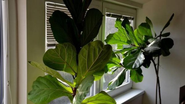 不能室内养的有毒花卉有哪些