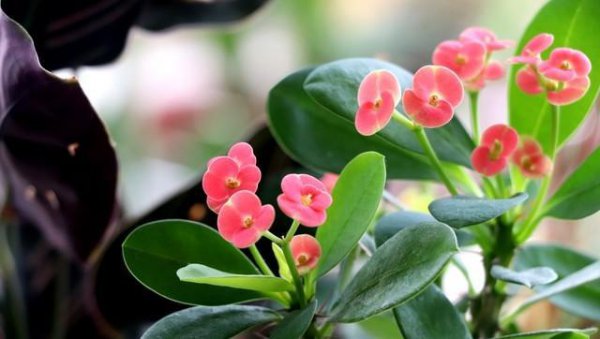 不能室内养的有毒花卉有哪些