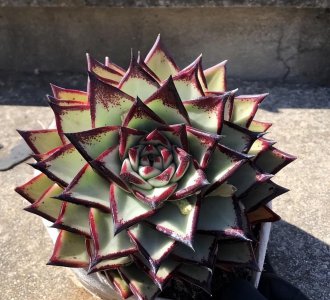 秋天怎么养多肉 教你秋天养护多肉的办法