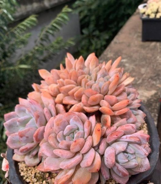 秋天怎么养多肉