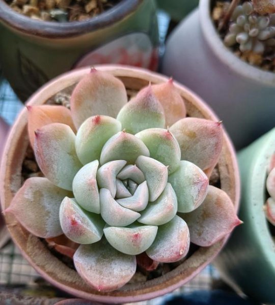 秋天怎么养多肉