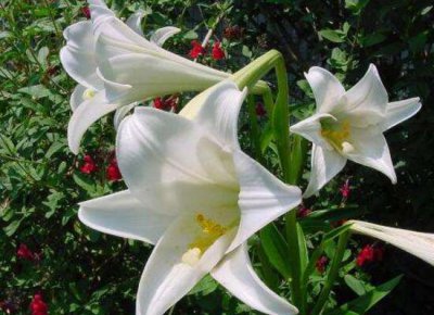 百合花有多少品种 百合花品种讲解及图片大全