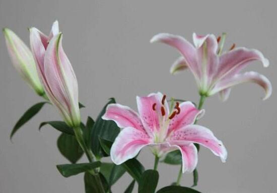 百合花有多少品种