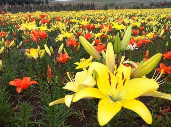 百合花有多少品种