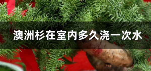 澳洲杉盆景浇水要注意什么
