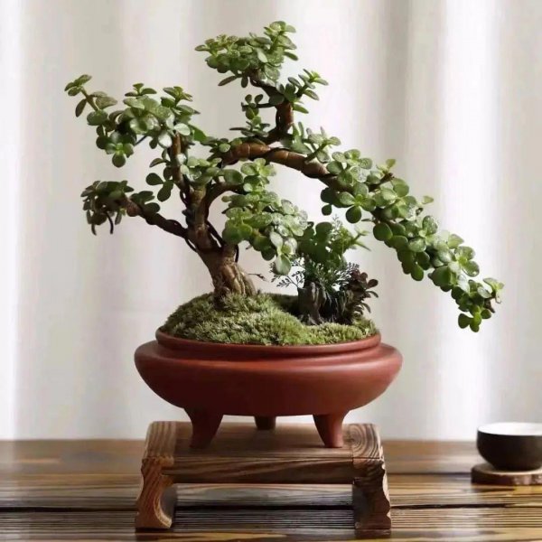 4月怎么养好金枝玉叶