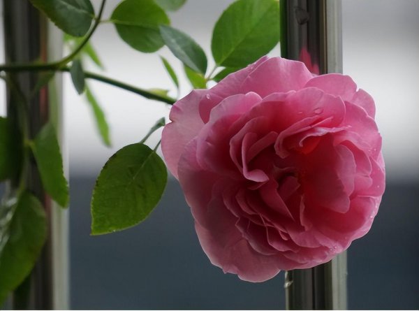 伊芙月季有哪些品种