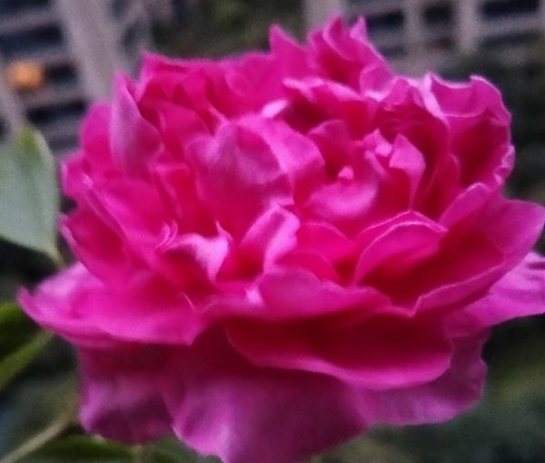 伊芙月季有哪些品种