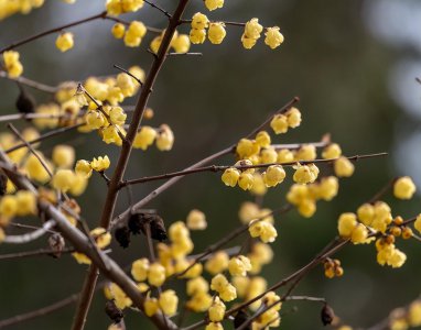 冬天开花的树有哪些 盘点5种常见冬季开花的树排名