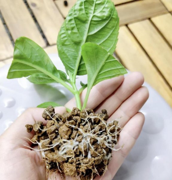 盆景老桩不长根怎么办