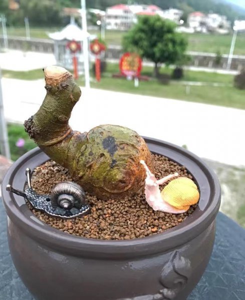 盆景老桩不长根怎么办