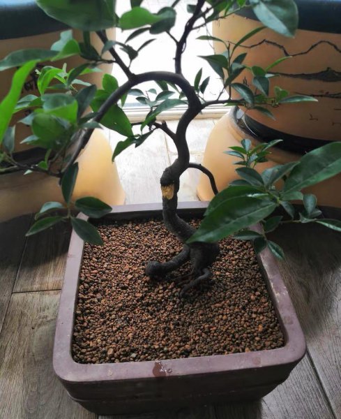 盆景老桩不长根怎么办