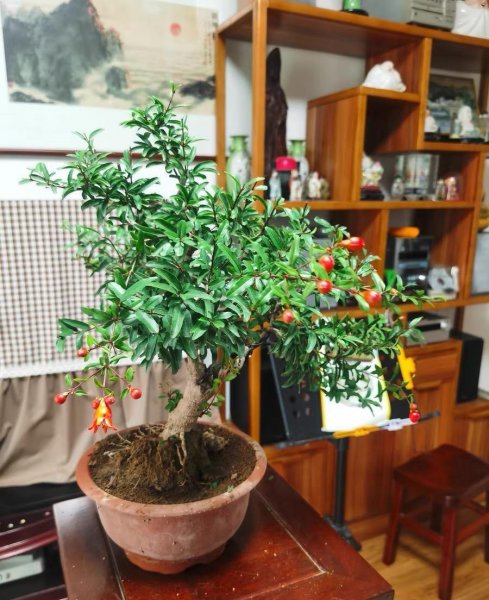 盆景老桩不长根怎么办