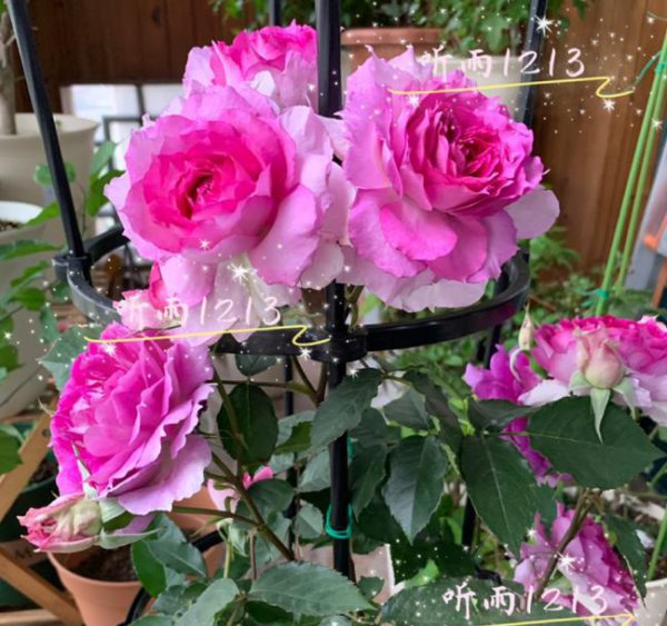 最受欢迎的月季品种是什么