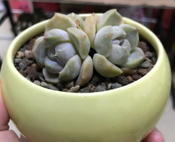 常用的盆栽花盆有哪些