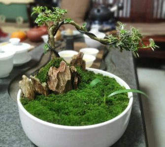 怕晒的花都有哪些 盘点6种不适合晒太阳花卉植物