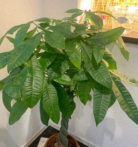 怕晒的花都有哪些