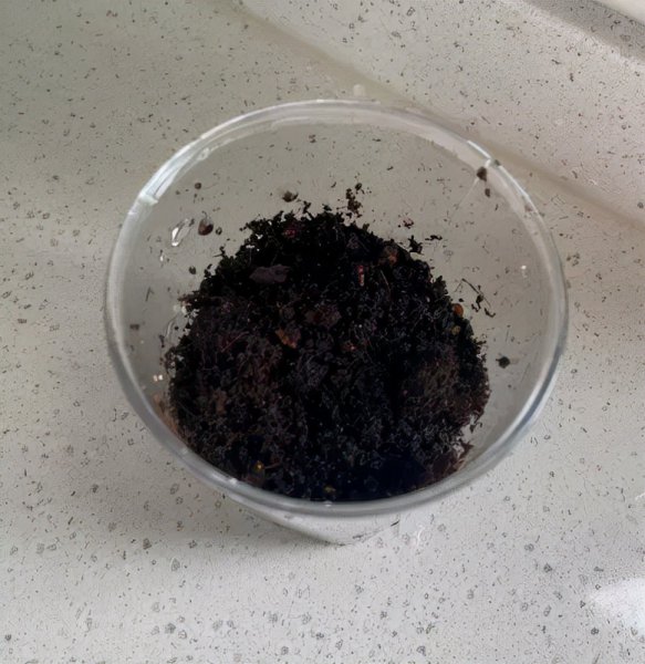 含羞草种植过程日记