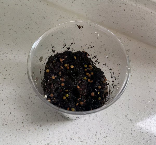 含羞草种植过程日记