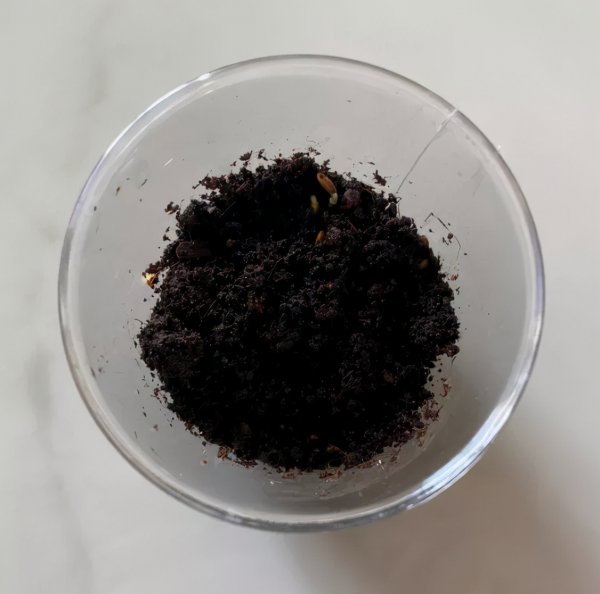 含羞草种植过程日记