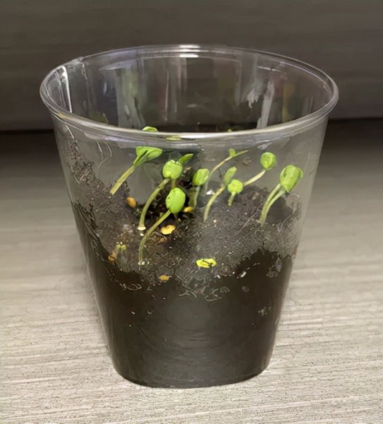 含羞草种植过程日记