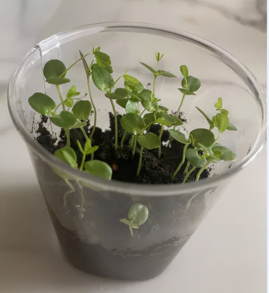 含羞草种植过程日记