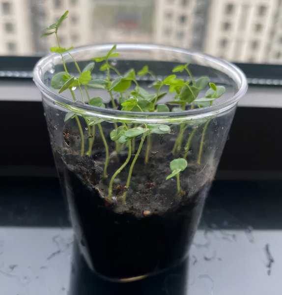 含羞草种植过程日记