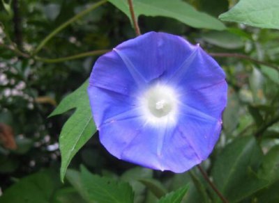 牵?；ㄓ惺裁雌分?盘点牵牛花最美的六大品种