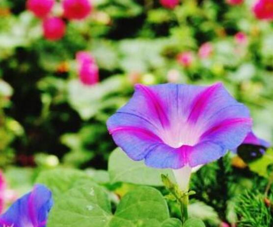 牵牛花有什么品种