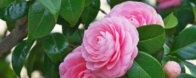 山茶花怎么修剪 室内盆栽山茶花修剪方法