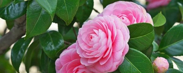 山茶花怎么修剪