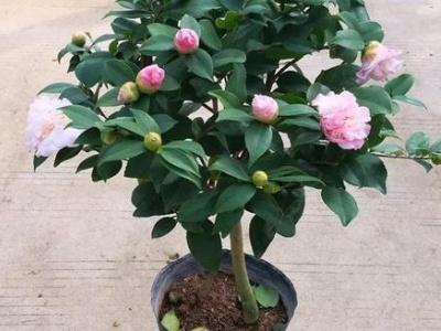山茶花怎么修剪
