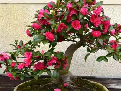山茶花怎么修剪