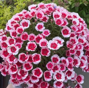 能杀菌的花卉植物有哪些 盘点能杀菌净化空气的3种绿植