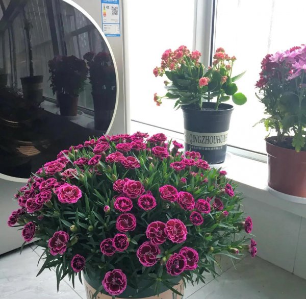 能杀菌的花卉植物有哪些