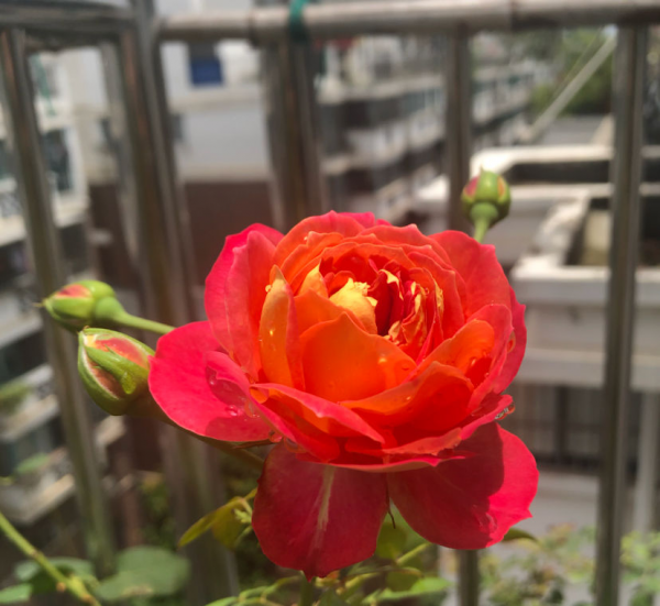 月季花图片大全及简介