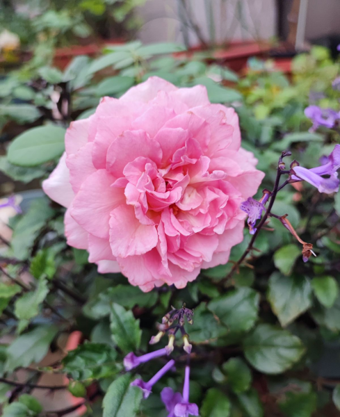 月季花图片大全及简介