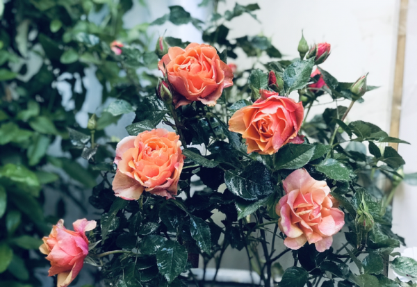月季花图片大全及简介