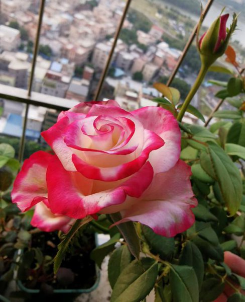 月季花图片大全及简介